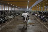 Vaches de la ferme Baladna, productrice de lait et de viande.