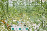 Tomates cultivées en agriculture hydroponique