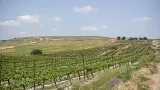 Les vignes de la colline d'Har Brakha, cultivées par les colons