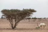 Oryx dans les plaines désertiques d'Al-Wusta, gouvernorat isolé du centre. 