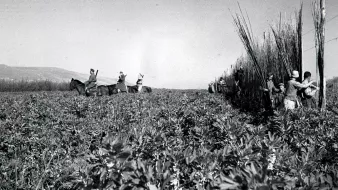 La imagen muestra un paisaje agrícola en blanco y negro, donde se pueden ver varias personas trabajando en un campo. Algunos están montando caballos, mientras que otros recolectan o manejan las plantas. El entorno parece ser rural, con un terreno amplio y montañas al fondo. El ambiente refleja una actividad agrícola tradicional, donde la comunidad se une para realizar labores en el campo.