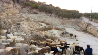L'image montre un paysage rural avec un groupe de chèvres et de moutons ruminant sur un terrain accidenté, probablement dans une ancienne zone de ruines. On aperçoit des pierres éparpillées et des restes de structures anciennes en arrière-plan, ainsi que des oliviers dans la distance. Un homme est assis, semblant surveiller les animaux. La lumière du coucher de soleil ajoute une atmosphère paisible à la scène.