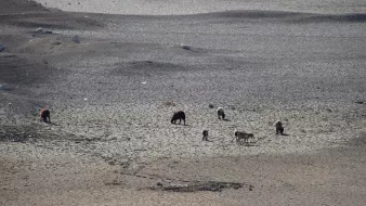 L'image montre un paysage désertifié avec un sol craquelé, indiquant un manque d'eau. On y voit plusieurs animaux, probablement du bétail, qui pâturent sur cette terre aride. Le sol est sec et stérile, ce qui témoigne d'une sécheresse ou d'une condition environnementale difficile. Les animaux semblent chercher de la nourriture dans ce terrain peu propice.