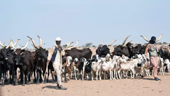 L'image montre un groupe de personnes accompagnant un troupeau d'animaux dans un paysage désertique. On peut voir plusieurs vaches avec des cornes grandes et allongées, ainsi que des chèvres. Les deux personnes présentes portent des vêtements traditionnels adaptés à l'environnement chaud. L'une marche avec un bâton à la main tout en surveillant le troupeau, tandis que l'autre semble observer les animaux. L'arrière-plan est dégagé, soulignant l'immensité du terrain désertique.