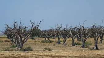 The image depicts a landscape filled with barren, leafless trees that have a gnarled appearance. The ground is dry and brown, suggesting a lack of moisture. The sky above is clear and blue, creating a stark contrast with the desolate scene below. The trees are spaced apart, emphasizing the emptiness of the area, and some have twisted branches that add to the overall feeling of decay or desolation.