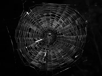L'image montre une toile d'araignée délicate et complexe, construite avec des fils translucides et brillants. Le fond est sombre, ce qui met en valeur la structure de la toile. Les motifs géométriques formés par les fils créent un effet visuel fascinant, capturant la lumière de manière à donner à l'ensemble un aspect presque artistique. La toile est parfaitement centrée, avec un large cercle au centre, et les rayons s'étendent uniformément vers l'extérieur.
