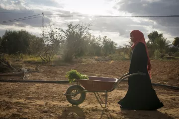 L'image montre une femme portant un hijab rouge, marchant avec une brouette. Elle est dans un paysage rural, avec des arbres et un champ autour d'elle, sous un ciel nuageux. La lumière semble douce, créant une atmosphère tranquille, tandis qu'elle transporte probablement des légumes ou des plantes dans la brouette.