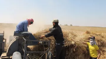 L'image montre des travailleurs dans un champ, probablement en train de récolter du blé ou une autre culture. Il y a de la poussière dans l'air, ce qui indique une activité de récolte intense. Un homme porte des écouteurs et un couvre-chef, tandis que deux autres hommes, également vêtus de manière adaptée, manipulent des gerbes de paille. L'un d'eux porte un masque, probablement pour se protéger de la poussière. L'environnement est rural, avec des champs s'étendant à perte de vue.