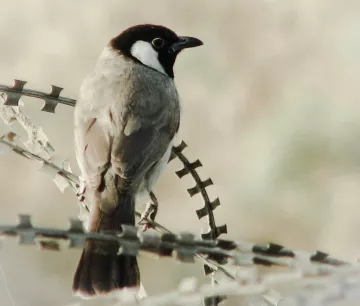 L'image montre un oiseau perché sur une branche. Cet oiseau a une coloration unique, avec un plumage principalement gris et une tête noire avec une tache blanche sur le visage. Son corps est élancé et il semble attentif à son environnement. L'arrière-plan est flou et décoloré, ce qui met en valeur l'oiseau et sa posture.