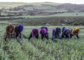 L'image montre un groupe de femmes qui travaillent dans un champ. Elles sont penchées en avant, arrachant des plantes ou récoltant des légumes. Les membres du groupe portent des vêtements colorés et des foulards, ce qui suggère qu'elles sont engagées dans des activités agricoles. En arrière-plan, on aperçoit des collines verdoyantes, qui ajoutent à la beauté du paysage rural. L'atmosphère semble être calme et paisible, représentant le travail acharné lié à l'agriculture.