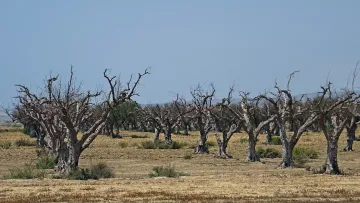 L'image montre un paysage sec avec des arbres morts ou très endommagés. Les troncs des arbres sont dénudés, et leurs branches sont dépouillées de feuillage, ce qui leur donne une apparence stérile et désolée. Le sol semble aride, avec peu de végétation, suggérant un environnement difficile, peut-être causé par la sécheresse. En arrière-plan, le ciel est clair, mais il n'y a pas de nuages visibles. L'ensemble de la scène dégage une atmosphère de désolation et de manque de vie.