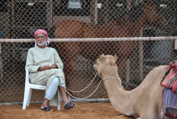 L'image montre un homme assis sur une chaise en plastique, vêtu d'une tenue traditionnelle. Il porte un keffieh rouge et blanc. À côté de lui, un chameau est attaché, tandis qu'en arrière-plan, d'autres chameaux sont visibles derrière une clôture en fil de fer. Le sol est sablonneux, ce qui évoque un environnement désertique. L'homme semble calme et observateur, profitant de son temps près des animaux.