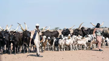 L'image montre un groupe de personnes accompagnant un troupeau d'animaux dans un paysage désertique. On peut voir plusieurs vaches avec des cornes grandes et allongées, ainsi que des chèvres. Les deux personnes présentes portent des vêtements traditionnels adaptés à l'environnement chaud. L'une marche avec un bâton à la main tout en surveillant le troupeau, tandis que l'autre semble observer les animaux. L'arrière-plan est dégagé, soulignant l'immensité du terrain désertique.
