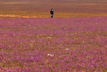 L'image montre un vaste champ recouvert de fleurs de couleur rose. Au centre, une personne marche seule dans ce paysage coloré, créant un joli contraste avec le sol florissant. L'horizon est parsemé de nuances de violet et d'orange, suggérant une atmosphère paisible et naturelle.