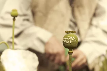 L'image montre un premier plan de capsules de pavot, avec une texture verte et des motifs blancs sur l'une d'elles. En arrière-plan, on aperçoit une personne dont on ne voit que les mains, vêtue d'une chemise claire, et qui semble manipuler les plantes. L'éclairage donne une atmosphère douce et naturelle à la scène.