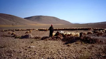 L'image montre un paysan dans un paysage désertique ou semi-aride, entouré d'un grand troupeau de moutons. On peut voir des collines en arrière-plan sous un ciel clair. Le sol est constitué de pierres et de terre, et le berger semble surveiller ses animaux, peut-être en train de les rassembler ou de les nourrir. L'ambiance semble calme et rurale, typique de la vie pastorale.